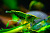 Креветка Green jade 